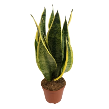 Sansevieria Futura Superba